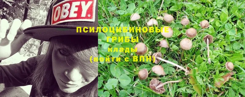 KRAKEN зеркало  Богданович  Псилоцибиновые грибы Psilocybe 